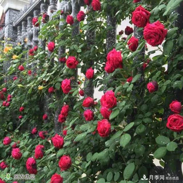 18種漂亮的藤本月季灌木月季微型月季，夏天就要養(yǎng)一盆，越熱越開爆！(圖13)