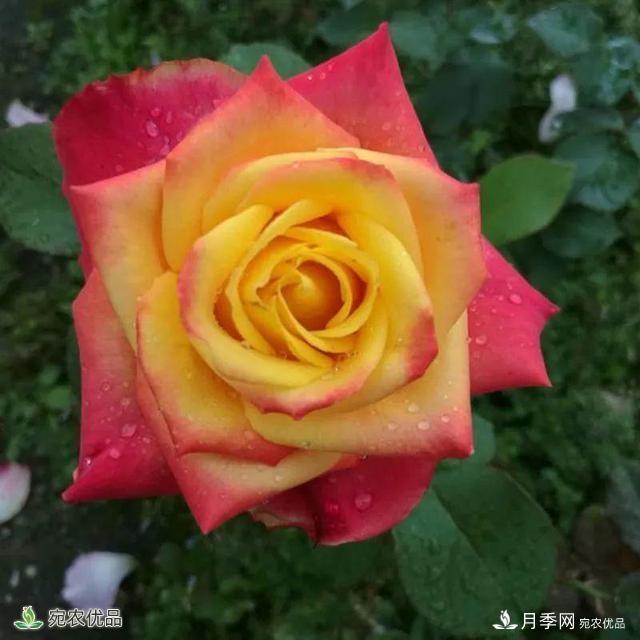 18種漂亮的藤本月季灌木月季微型月季，夏天就要養(yǎng)一盆，越熱越開爆！(圖6)