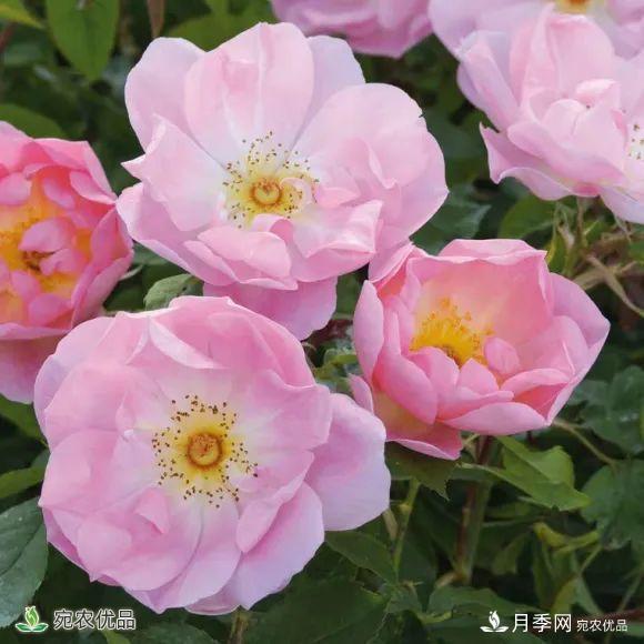 18種漂亮的藤本月季灌木月季微型月季，夏天就要養(yǎng)一盆，越熱越開爆！(圖2)