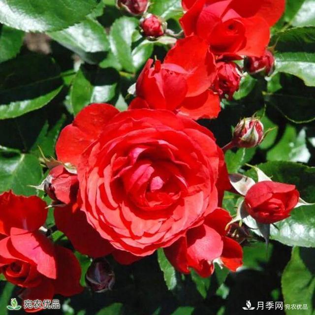 18種漂亮的藤本月季灌木月季微型月季，夏天就要養(yǎng)一盆，越熱越開爆！(圖15)