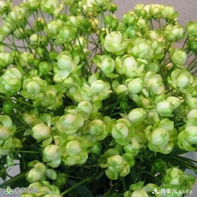18種漂亮的藤本月季灌木月季微型月季，夏天就要養(yǎng)一盆，越熱越開爆！(圖17)