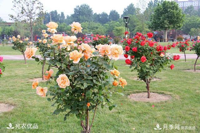 養(yǎng)花屆的新寵兒樹狀月季，南陽月季樹好不好養(yǎng)呢？(圖1)