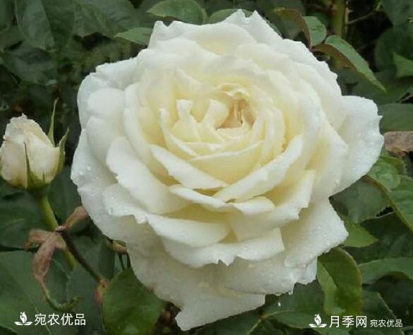 月季花啥品種好看？9大驚艷花友的月季品種，值得養(yǎng)(圖7)