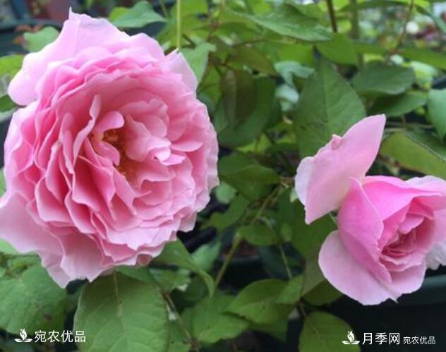 月季花啥品種好看？9大驚艷花友的月季品種，值得養(yǎng)(圖6)