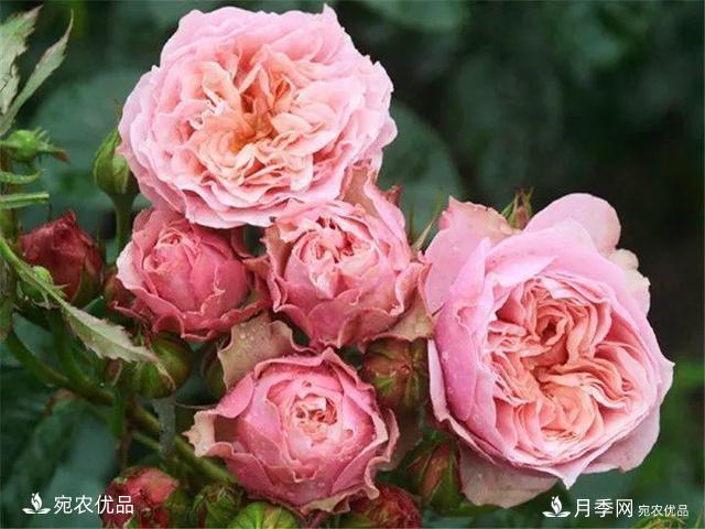 熱門50種月季花品種展示，每一種養(yǎng)法還不一樣快來看看！(圖8)