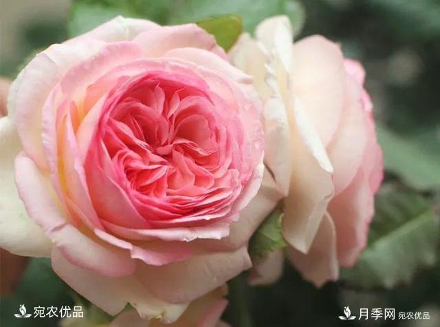熱門50種月季花品種展示，每一種養(yǎng)法還不一樣快來看看！(圖3)