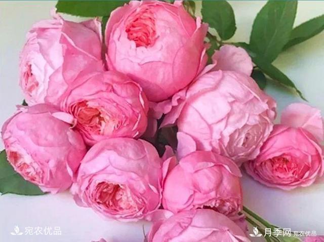 熱門50種月季花品種展示，每一種養(yǎng)法還不一樣快來看看！(圖22)
