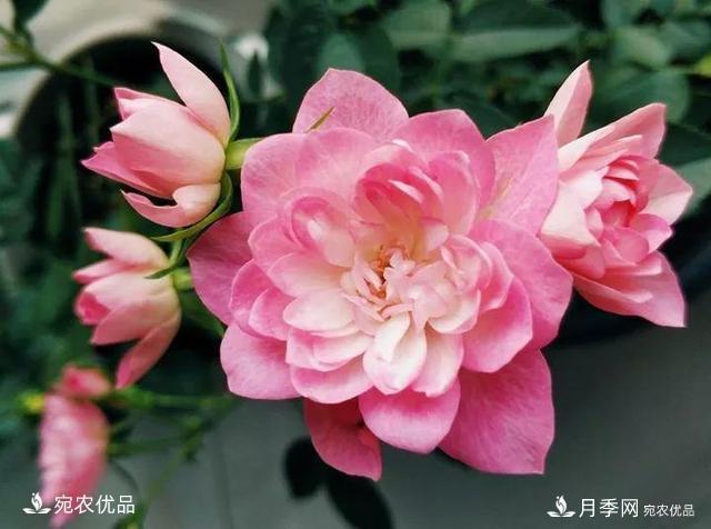 熱門50種月季花品種展示，每一種養(yǎng)法還不一樣快來看看！(圖20)