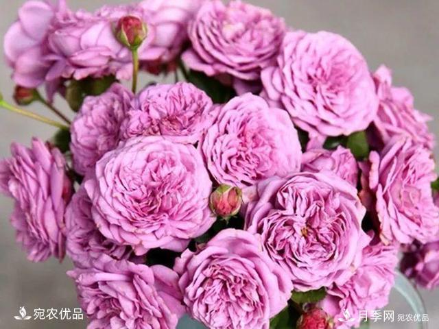 熱門50種月季花品種展示，每一種養(yǎng)法還不一樣快來看看！(圖31)