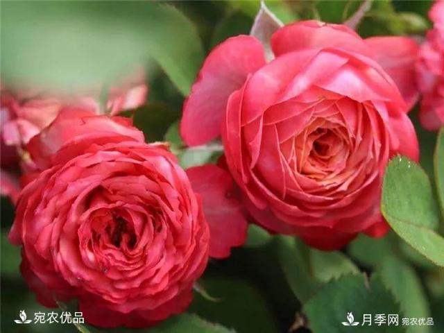 熱門50種月季花品種展示，每一種養(yǎng)法還不一樣快來看看！(圖43)
