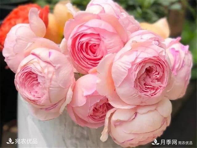 熱門50種月季花品種展示，每一種養(yǎng)法還不一樣快來看看！(圖39)