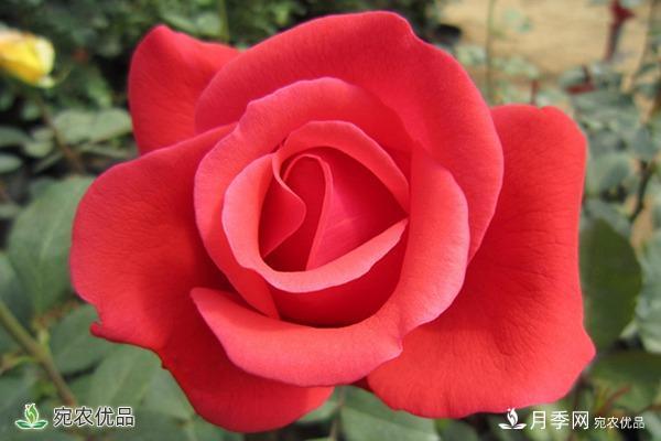 盤點(diǎn)五種大花月季，每一款都花香濃郁，花朵有巴掌大(圖1)