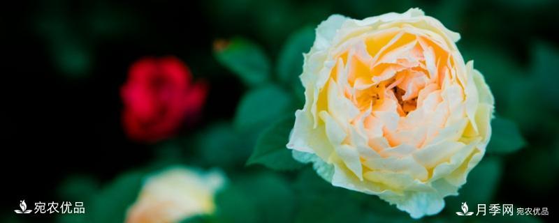 還是容易分的，月季花和薔薇花的區(qū)別(圖1)