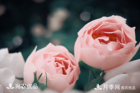 還是容易分的，月季花和薔薇花的區(qū)別(圖7)