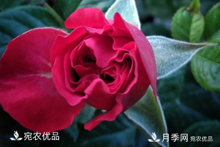 還是容易分的，月季花和薔薇花的區(qū)別(圖4)