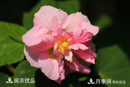 還是容易分的，月季花和薔薇花的區(qū)別(圖6)