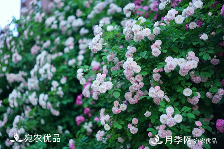 還是容易分的，月季花和薔薇花的區(qū)別(圖3)