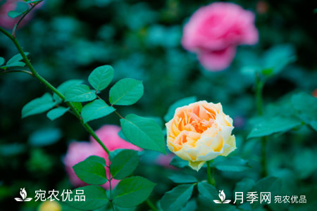 還是容易分的，月季花和薔薇花的區(qū)別(圖2)