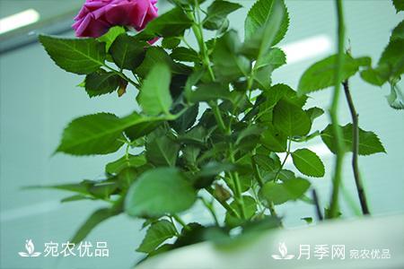 南陽(yáng)月季教你區(qū)別月季花和玫瑰花(圖2)