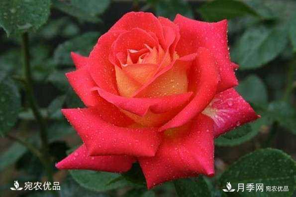 南陽(yáng)月季教你區(qū)別月季花和玫瑰花(圖1)