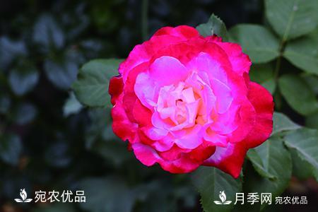 南陽(yáng)月季教你區(qū)別月季花和玫瑰花(圖4)
