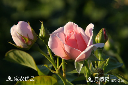 南陽(yáng)月季教你區(qū)別月季花和玫瑰花(圖7)