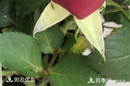 南陽(yáng)月季教你區(qū)別月季花和玫瑰花(圖3)