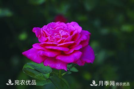 南陽(yáng)月季教你區(qū)別月季花和玫瑰花(圖6)