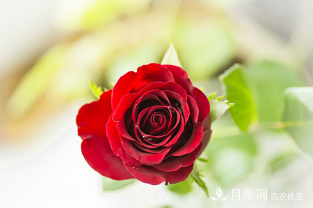 南陽(yáng)月季教你區(qū)別月季花和玫瑰花(圖5)
