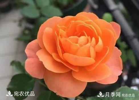 花靚期長(zhǎng)量大耐抗性好的月季品種推薦(圖5)