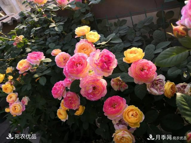月季冷門小知識(shí)，看完發(fā)現(xiàn)原來(lái)自己根本不認(rèn)識(shí)月季(圖1)