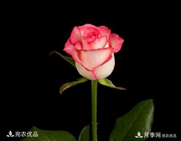 月季冷門小知識(shí)，看完發(fā)現(xiàn)原來(lái)自己根本不認(rèn)識(shí)月季(圖3)