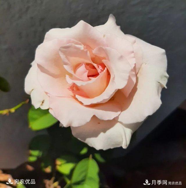 月季冷門小知識(shí)，看完發(fā)現(xiàn)原來(lái)自己根本不認(rèn)識(shí)月季(圖11)