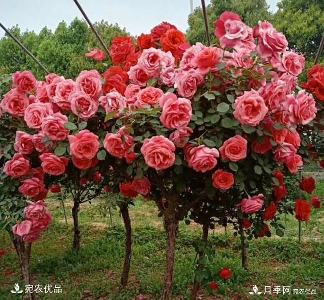 月季品種那么多，為什么中國(guó)月季越來(lái)越?jīng)]有地位沒(méi)有市場(chǎng)？(圖2)