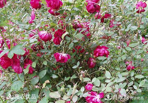 月季強(qiáng)筍怎么處理？(圖2)