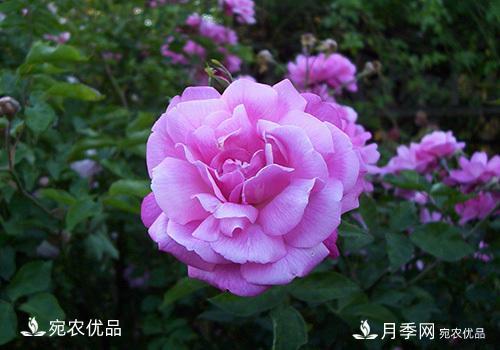 月季強(qiáng)筍怎么處理？(圖3)