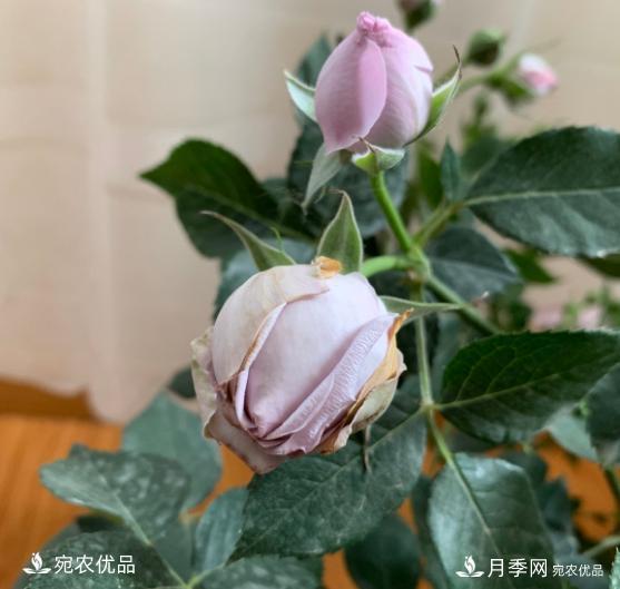 3個(gè)“僵尸”月季品種，選擇需謹(jǐn)慎，僵苞爛苞是常態(tài)(圖4)