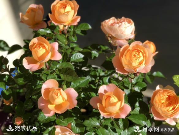 50種經(jīng)典月季品種全整理，南陽月季花開美爆了！一定要養(yǎng)(圖3)