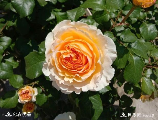 50種經(jīng)典月季品種全整理，南陽月季花開美爆了！一定要養(yǎng)(圖2)
