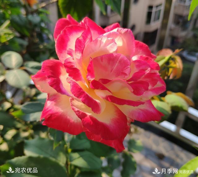 50種經(jīng)典月季品種全整理，南陽月季花開美爆了！一定要養(yǎng)(圖4)