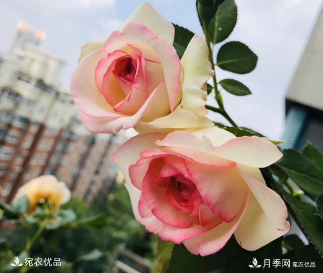 50種經(jīng)典月季品種全整理，南陽月季花開美爆了！一定要養(yǎng)(圖9)