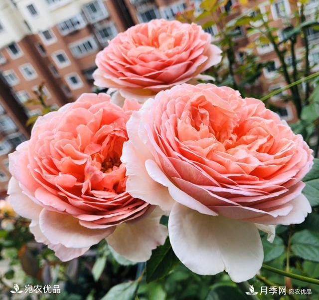 50種經(jīng)典月季品種全整理，南陽月季花開美爆了！一定要養(yǎng)(圖17)