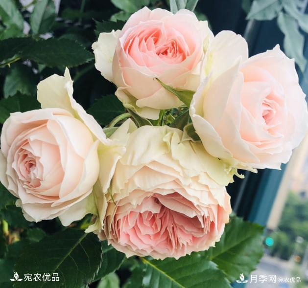 50種經(jīng)典月季品種全整理，南陽月季花開美爆了！一定要養(yǎng)(圖13)