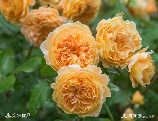 50種經(jīng)典月季品種全整理，南陽月季花開美爆了！一定要養(yǎng)(圖5)