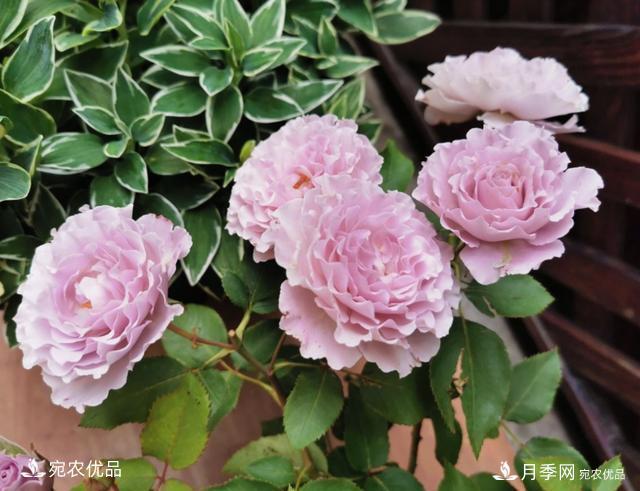 50種經(jīng)典月季品種全整理，南陽月季花開美爆了！一定要養(yǎng)(圖11)
