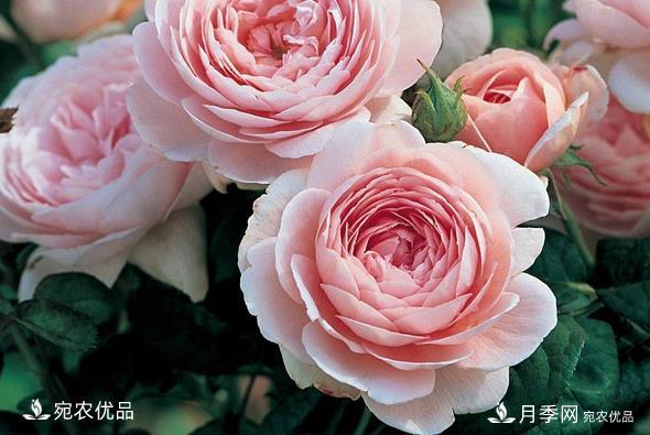 50種經(jīng)典月季品種全整理，南陽月季花開美爆了！一定要養(yǎng)(圖15)