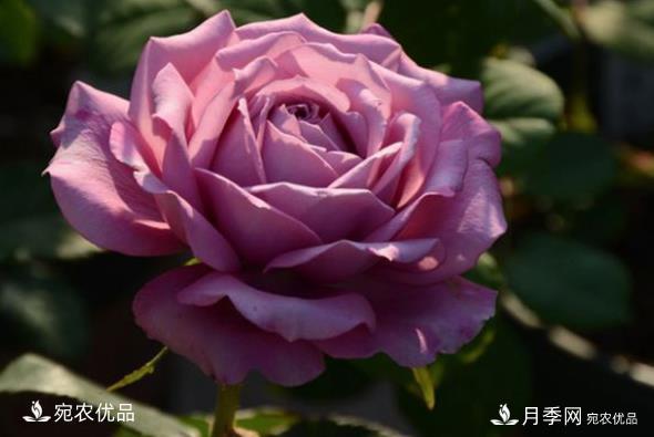50種經(jīng)典月季品種全整理，南陽月季花開美爆了！一定要養(yǎng)(圖16)