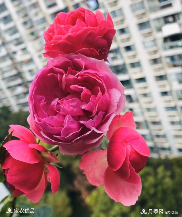 50種經(jīng)典月季品種全整理，南陽月季花開美爆了！一定要養(yǎng)(圖7)