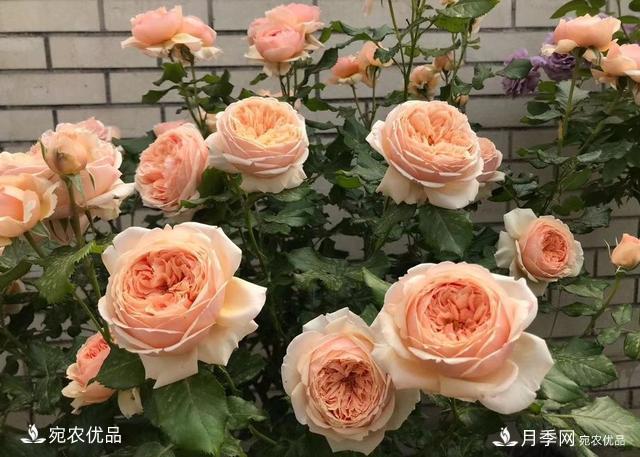 50種經(jīng)典月季品種全整理，南陽月季花開美爆了！一定要養(yǎng)(圖6)
