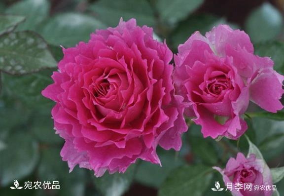 50種經(jīng)典月季品種全整理，南陽月季花開美爆了！一定要養(yǎng)(圖12)